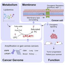 Image result for Oncogene