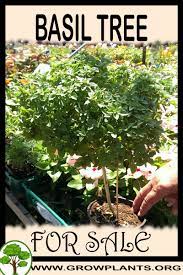 Natural food shop has a variety of basil products for sale. Basil Tree For Sale Grow Plants