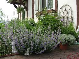 Lavender vs rosemary essential differences in the garden & kitchen; Catnip And Catmint The Sammis Greenhouse Herb Reference