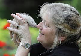 Bean, the adorable and rare albino hedgehog who's being looked after by  retired Prestatyn nurse Sandy Phillips. Who wouldn't want to look after  this little guy? ❤️❤️❤️
