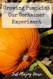 Growing Pumpkins With Kids Our Container Experiment Just Playing House Growing Pumpkins Pumpkin Gardening For Kids