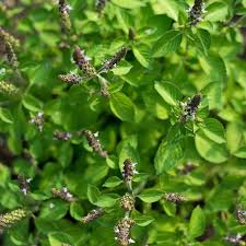 Image result for Ocimum americanum