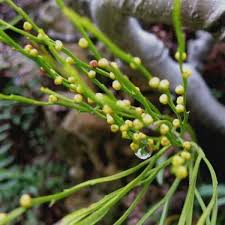 Image result for Psilotum nudum