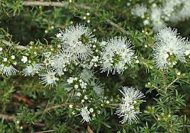 Image result for Annickia ambigua