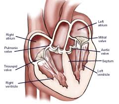 4 Valves Of The Heart What Are They How They Work