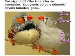 Esma Adli Kullanicinin Nihal Panosundaki Pin Bilgi Edebiyat Biliyor Muydunuz