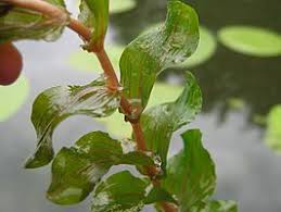 Het is daarnaast een zeer sierlijke waterplant: Doorgroeid Fonteinkruid Ook Voor Stromend Water Te Koop Biovijver Nl