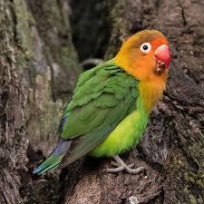 Image result for Ficus fischeri