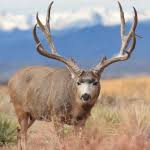 Lori (Gerhart) Hertl