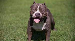 Nobody names their dog kojak, after the tough telly savalas character in the 1970s tv series of the same name. Tough Dog Names 200 Strong Powerful Names For Male Dogs