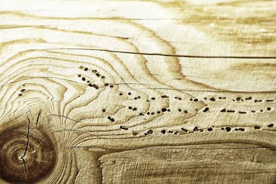 Woodworm: Spot And Treat Wood Boring Beetle Infestations