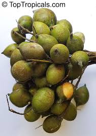 Image result for Melicoccus