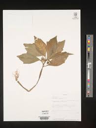 Image result for Dorstenia buchananii