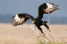 Small Birds Of Prey South Africa Verreaux S Eagle In Flight Africa Wildlife Birds Of Prey Eagles South African Birds Africa Wildlife Eagle In Flight