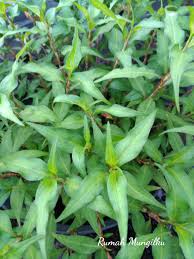 First time cuba cara ni. Daun Laksa Daun Kesum Mint Vietnam Rumah Mungil Ku