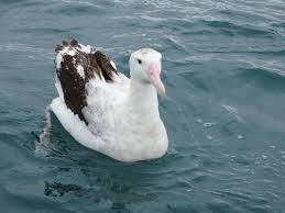 Image result for Erythrocephalum decipiens