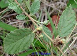 Image result for Waltheria indica