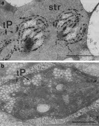 Image result for Xerophyta scabrida