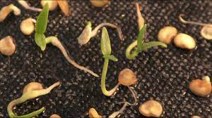 It is possible to grow jalapeños in containers. Time Lapse Chilli Seeds Germinating Youtube