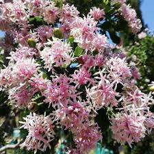 Image result for Dais cotinifolia