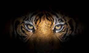 Meaning Behind Dreams About Tigers Tiger Images Dream Meanings Tiger