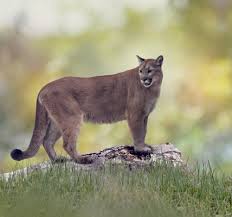 We did not find results for: How The Texas Puma Saved The Florida Panther