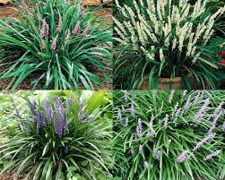 Aug 26, 2019 · it is a dark green with dainty blue, purple or white flowers in late spring or early summer. Grasses Landscaping Flower Garden Plants Evergreen Plants