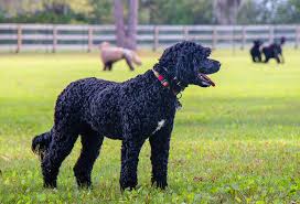 Hindquarters trim any long hair on legs. 16 Curly Haired Dog Breeds Playbarkrun