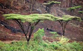 Image result for Acacia abyssinica
