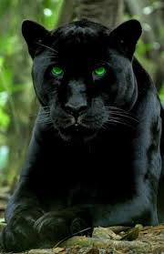 Schwarzer Jaguar Mit Verbesserter Augenfarbe Den Ein Anderer Gemacht Hat Schwarzer Panther Anderer Augenfarbe De Panther Cat Black Panther Cat Animals