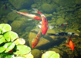 Does the size of the pond hinder a koi's growth? Steps To Raising Koi Inside Bechewy
