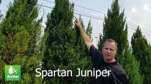 This selection is drought tolerant, deer resistant, adaptable to many. Spartan Juniper Archer Services Youtube