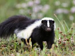 Everyone can tell a skunk around by its look and its and even more so by its these sprinklers are motion activated and can be set near any place that you do not want the skunks hanging around like your garden, your porch or. How To Deal With Problem Skunk In Massachusetts Wildlifehelp Org