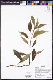 Image result for Pilea bambuseti