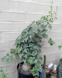 Image result for Gerrardanthus paniculatus