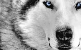 Wow Gold World Of Warcraft Gold Satisi Durmaplay Com Hayvan Duvar Kagidi Sibirya Husky Beyaz Kurt