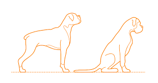 Cuties, get your sharpie, pencil, or anything you want to draw with, and let's draw a cute exotic kitten. Boxer Dimensions Drawings Dimensions Com