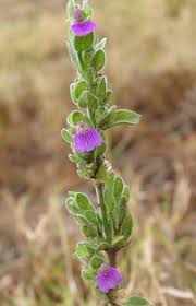 Image result for Crassocephalum picridifolium