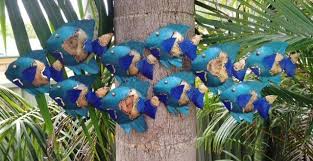Balinese 10 School Of Fish Metal Wall Art For Patio Area From Earth Homewares Metal Fish Wall Art Outdoor Metal Wall Art Fish Wall Art
