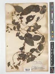 Image result for Microglossa densiflora