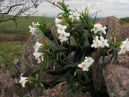 Image result for Velloziaceae