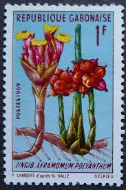 Image result for Aframomum polyanthum