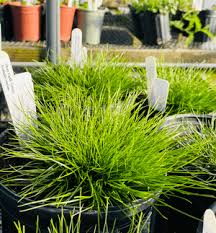 Image result for Isolepis