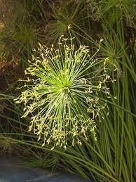 Image result for Cyperus tenuiculmis