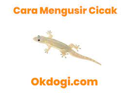 Gambar tembakau untuk mengusir cicak. Cara Natural Mengusir Cicak Di Rumah Jamin Sukses Okdogi Com
