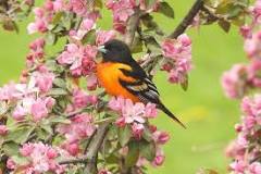 10 Birds That Look Like Orioles - Birds and Blooms