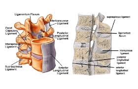 Flavum — see ligamentum flavum … medicaldictionary. Ligametum Flavum And Capsular Ligaments Explained Spinal Backrack