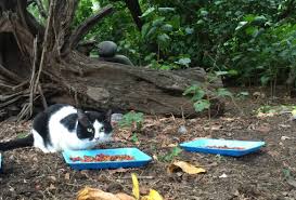 It does not allow itself to be handled or touched, and usually remains hidden from humans. The Plight Of The Feral Cat Tufts Catnip