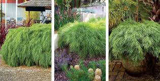 Acacia Limelight Hello Hello Plants Garden Supplies Water Features In The Garden Plants Commercial Landscaping