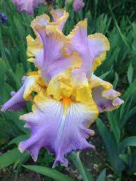 Pin On Iris Obsession